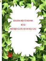 Bài giảng điện tử mầm non lớp Chồi đề tài Phân biệt gà con, vịt con màu vàng