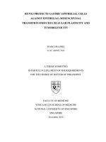 Runx3 protects gastric epithelial cells against epithelial mesenchymal transition induced cellular plasticity and tumorigenicity 