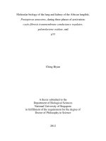 Molecular biology of the lung and kidney of the african lungfish, protopterus annectens, during three phases of aestivation cystic fibrosis transmembrane conductance regulator, gulonolactone oxidase and p53 