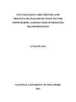 LIVE TRACKING VIRE2 PROTEIN AND MOLECULAR ANALYSIS OF YEAST FACTOR PMP3P DURING AGROBACTERIUM MEDIATED TRANSFORMATION 