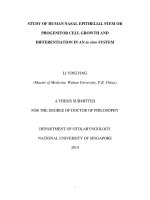 Study of human nasal epithelial stem or progenitor cell growth and differentiation in an in vitro system 