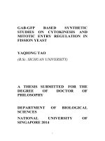 GAB GFP BASED SYNTHETIC STUDIES ON CYTOKINESIS AND MITOTIC ENTRY REGULATION IN FISSION YEAST 