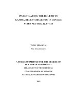AN INVESTIGATION OF THE ROLE OF FC GAMMA RECEPTORS IN DENGUE VIRUS NEUTRALIZATION 