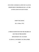 FUNCTION AND REGULATION OF CALCIUM INDEPENDENT PHOSPHOLIPASE a2 IN THE ATTENUATION OF PAIN IN MICE 