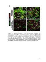 Mechanisms and functions of lymphangiogenesis in regulating the immune response and inflammation resolution 2 
