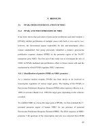 THE MECHANISM OF PPARN3 MEDIATED DOWN REGULATION OF SODIUM HYDROGEN EXCHANGER 1 (NHE1) GENE EPXRESSION AND ITS INHIBITION BY ESTROGEN RECEPTOR n1 2 