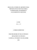 Single DNA studies of architectural proteins involved in bacterial pathogenesis and meiosis in saccharomyces cerevisiae 