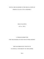 NOVEL MECHANISMS IN THE REGULATION OF PERINUCLEAR ACTIN ASSEMBLY 2 