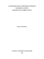 An investigation on the root system of mangroves and its influence on current flow 