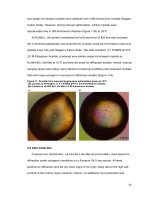 Structural characterization and biochemical analysis of ID2, an inhibitor of DNA binding 5 