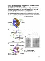 Structural characterization and biochemical analysis of ID2, an inhibitor of DNA binding 8 