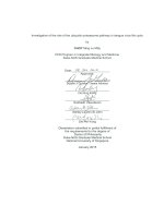 Investigation of the role of the ubiquitin proteasome pathway in dengue virus life cycle 1 