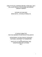 Use of IPs cell derived neural stem cells as a cellular vehicle for glioma and breast cancer therapy 