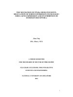 THE MECHANISM OF PPARN3 MEDIATED DOWN REGULATION OF SODIUM HYDROGEN EXCHANGER 1 (NHE1) GENE EPXRESSION AND ITS INHIBITION BY ESTROGEN RECEPTOR n1 1 
