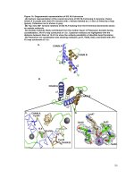 Structural characterization and biochemical analysis of ID2, an inhibitor of DNA binding 7 