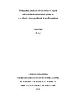 Molecular analysis of the roles of yeast microtubule associated genes in agrobacterium mediated transformation 