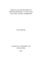 Molecular mechanisms of mechanosensing at cell cell and cell matrix adhesion 2 