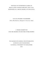 The role of interferon gamma in regulating antigen specific CD8 t cell responses in a mouse model of influenza 