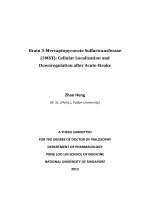 Brain 3 mercaptopyruvate sulfurtransferase (3MST) cellular localization and downregulation after acute stroke 