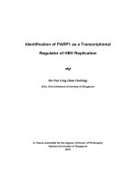 Identification of PARP1 as a transcriptional regulator of HBV replication 