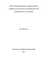 Effect of red blood cell aggregation on arteriolar cell free layer formation and its physiological functions 