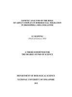 Genetic analysis of the role of ARP2 3 complex in border cell migration in drosophila melanogaster 
