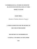 Pathobiological studies of zoonotic blastocystis subtypes using in vitro model systems 