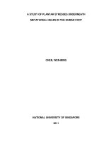 A study of plantar stresses underneath metatarsal heads in the human foot 1 