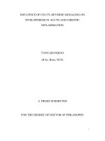 Influence of CD137L reverse signaling on myelopoiesis in acute and chronic inflammation 