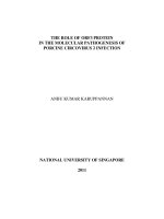 The role of ORF3 protein in the molecular pathogenesis of porcine circovirus 2 infection 