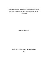 The functional investigation of forkhead factor FOXQ1 in human breast and colon cancers 