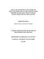 Cellular and molecular control of skeleton formation in fish  insights from osteoblast ablation and functional characterization of lrp5 and SOst 