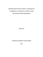 Identification and functional validation of caldesmon as a potential gastric cancer metastasis associated protein 