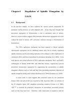 A study on premature segregation of unreplicated chromosomes 4 