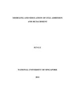 Modeling and simulation of cell adhesion and detachment 