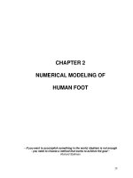 A study of plantar stresses underneath metatarsal heads in the human foot 2 