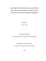 Label free electrochemical DNA and protein detection using ruthenium complexes and functional polyethylenedioxythiophenes 