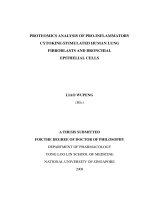 Proteomics analysis of pro inflammatory cytokine stimulated human lung fibroblasts and bronchial epithelial cells 