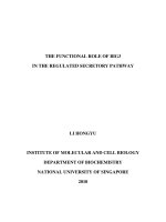 A novel sec7 domain containing protein BIG3 and its role in regulated secretory pathway 