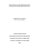 Axon guidance in the zebrafish visual system analysis of esrom mutant