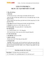 Giáo án sinh học 6 bài cấu tạo miền hút của rễ