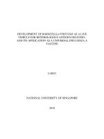 Development of bordetella pertussis as a live vehicles for heterologous antigens delivery, and its application as a universal influenza a vaccine 