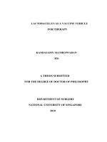 Lactobacillus as a vaccine vehicle for therapy 