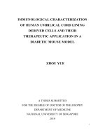 Immunological characterization of human umbilical cord lining derived cells and their therapeutic application in a diabetic mouse model 