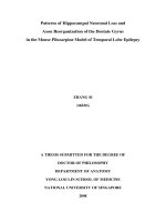 Patterns of hippocampal neuronal loss and axon reorganisation of the dentate gyrus in the mouse pilocarpine model of temporal lobe epilepsy 