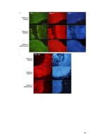 n vitro bioassembled human extracellular matrix and its application in human embryonic stem cell cultivation 4 