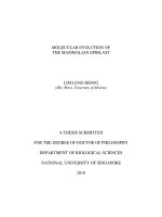 Molecular evolution of the mammalian epiblast 