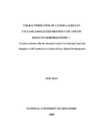 Characterization of candida albicans cyclase associated protein CAP1 and its roles in morphogenesis   g actin associates with the adenylyl cyclase cyr1 through cap1 and regulates cAMP synthesis in candida albicans hyphal morphogenesis