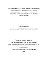 Development of a crosslinkable biomimetic collagen for mimicry of molecular architecture, biological activity and applications 