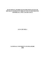 Functional studies on sulphation status of heparan sulphate in breast non tumourigenic epithelial and cancer cells 